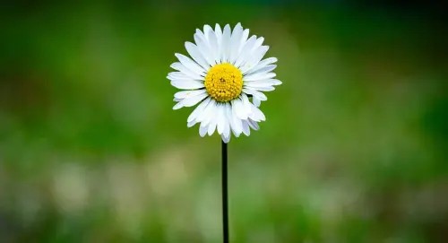 Certificazioni ambientali importanti per la transizione ecologica