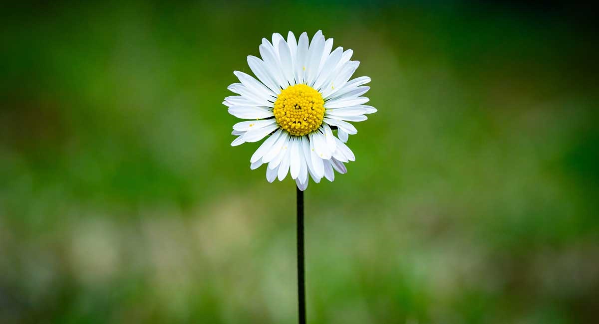 Certificazioni ambientali importanti per la transizione ecologica