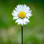 Certificazioni ambientali importanti per la transizione ecologica